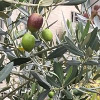 オリーブ,オリーブ,クリスマスローズ,クリスマスローズ,サンスベリアの画像