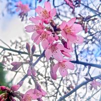 オカメザクラ,オリーブ,オカメ桜,マメザクラ,さくら 桜 サクラの画像