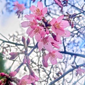 オカメザクラ,オリーブ,オカメ桜,マメザクラ,さくら 桜 サクラの画像
