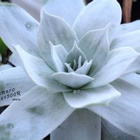 ダドレア,タニラー,ダドレア属,その他部屋の画像