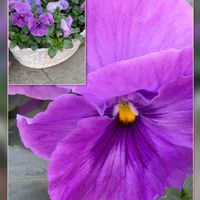 サイネリア,サイネリア,ネモフィラ,ベルフラワー,パンジーの画像