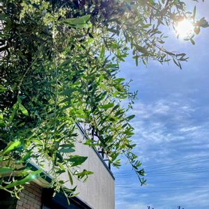 オリーブ,シンボルツリー,花のある暮らし,春の訪れ,GSに感謝。の画像