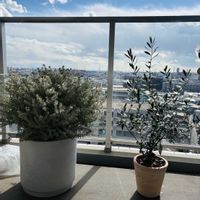 オリーブ,ペディランサス大銀竜,楽しみ〜,花のある暮らし,小さな幸せ♡の画像