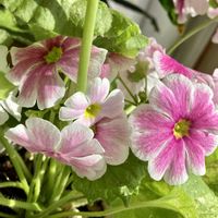 プリムラ,プリムラ,プリムラオブコニカ,プリムラオブコニカ,鉢植えの画像