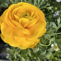 キンセンカ,キンセンカ,シロタエギク,パンジー・ビオラ,パンジー・ビオラの画像