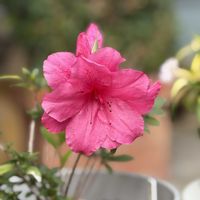 八重咲きツツジ,花のある暮らし,沖縄,挿し木から成長,おうち園芸の画像