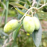 オリーブ,オリーブ,オリーブ,スキミア,スキミアの画像