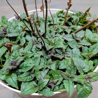 モナルダ,タイマツソウ,モナルダ ディディマ,モナルダ（タイマツソウ、ベルガモット）の画像