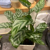 カラテアの画像