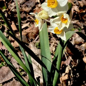 雪中花,二ホンスイセン,ヒガンバナ科,植栽,有毒植物の画像