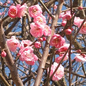 ウメ,ウメ,ウメ,ウメ,ウメの画像