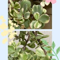 サザンカ,サザンカ,雅楽の舞,雅楽の舞,多肉植物の画像