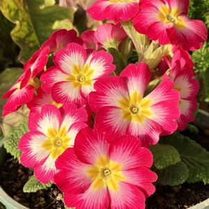 #ガーデニング,ピンクワールドへ ようこそ,エクステリアの画像