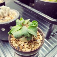 パキポディウム・ナマクアナム　,パキポディウム・ナマクアナム　,小さい,光堂,パキポの画像