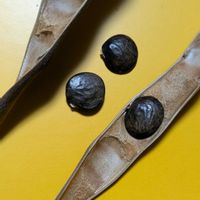 フジ,フジ,ノダフジ,ノダフジ,フジの種の画像