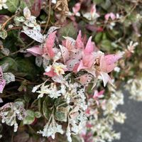 ハツユキカズラ,花散歩,大好きなお花,お出かけ先にて,癒し…♡の画像