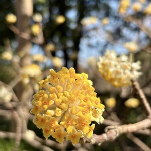 ミツマタ,大輪 中国 ミツマタ,大輪 中国 ミツマタ,꒰ღ˘◡˘ற꒱かわゅ~,庭園の画像