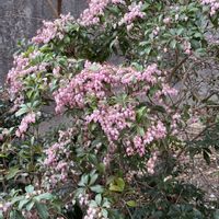 馬酔木(アセビ）の画像