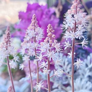 ティアレア,ティアレア シルベラード,ガーデニング,白い花,多年草の画像