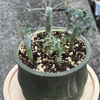 七宝樹,七宝樹の画像