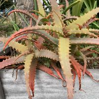 アロエ,多肉植物,可愛い,和む,花のある暮らしの画像