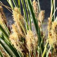 カレックス,観葉植物,葉っぱ,花のある暮らし,緑のある暮らしの画像