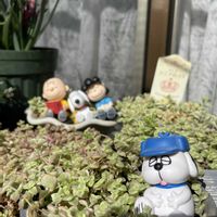 フィカス・プミラ,リトルミッシー,シレネ・ユニフローラ,観葉植物,グリーンの画像