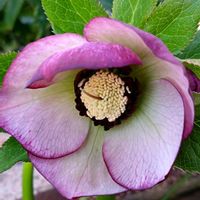 オブツーサ,オブツーサ,クリスマスローズ,クリスマスローズ,熊童子の画像