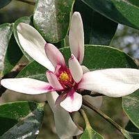 オガタマノキの画像