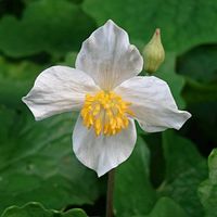 シラユキゲシの画像