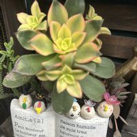 夕映え,若緑,ワーテルメイエリー,お内裏ﾀﾝお雛ﾀﾝ,繋がりに感謝✨の画像