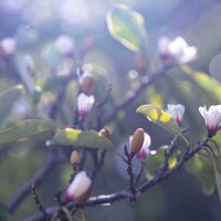 オガタマノキの画像