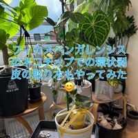 モンステラ,フィカス ベンガレンシス,森林浴,熱帯植物,癒しの空間の画像