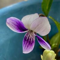 カーネーション,ガザニア,スミレ,綿毛,サニーレタスの画像