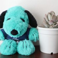 桃美人,多肉植物,多肉初心者,癒される,かわいい♡の画像