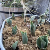 チューリップ,ヒヤシンス,パンジー,ベロニカ・オックスフォードブルー,ロータス ブリムストーンの画像