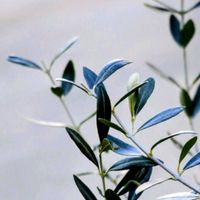 オリーブ,オリーブ,シコンノボタン,ツバキ,ツバキの画像