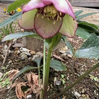 クリスマスローズ,パンジー,ガーデニング,グランドカバー,ベランダの画像