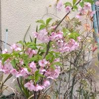 ハナカイドウの画像