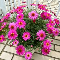 マーガレット,ビオラ,ボンザマーガレット,ラナンキュラスラックス,冬の花の画像