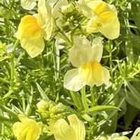 トチノキ,モチノキ,ラムズイヤー,リナリア(姫金魚草),原種シクラメンコウムの画像