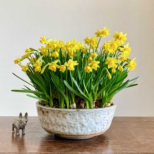 スイセン,スイセン,盆栽,小品盆栽,ミニ盆栽の画像