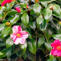 ツバキ,ツバキ,ツバキ,クロマツ,クスノキの画像