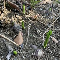 ナルコユリ,フジバカマの画像