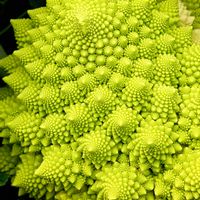 ロマネスコ,幾何学模様,キラキラしてるーっ！,綺麗な模様,嬉しい収穫の画像