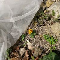 ルドベキア,パンジー,キエーロ,庭の画像