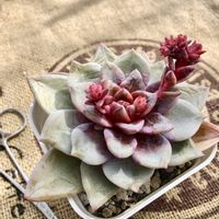 エケベリア ドイツシャンペーン,エケベリア属,多肉植物の紅葉,no green no life,春の訪れの画像