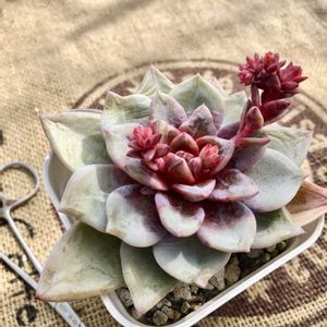 エケベリア ドイツシャンペーン,エケベリア属,多肉植物の紅葉,no green no life,春の訪れの画像