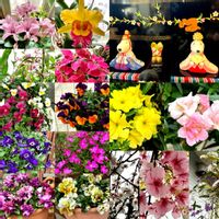 アリッサム,ウメ,カトレア,ハーデンベルギア,プリムラの画像