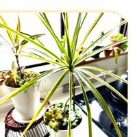 フィカス・プミラ,多肉,フィットニア,ドラセナ・コンシンネ,観葉植物寄せ植えの画像